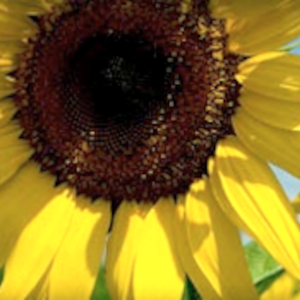 Organic Fertilizer Recommendation